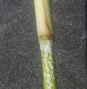 uploads/images/pest/sugarcane scales.jpg